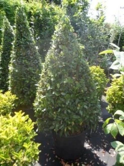 Echte Laurier Als Piramide (Laurus Nobilis) -PlantenPracht Winkel laurus nobilis kegel 150 175 1