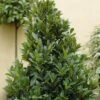 Echte Laurier (Laurus Nobilis) -PlantenPracht Winkel laurusnobilis echtelaurierv01