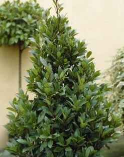 Echte Laurier (Laurus Nobilis)