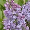 Sering (Syringa Vulgaris 'Lavender Lady') -PlantenPracht Winkel lavender lady