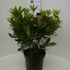 Rhododendron (Rhododendron 'Lee's Dark Purple') -PlantenPracht Winkel lee s dark purple c7.5 voor 3
