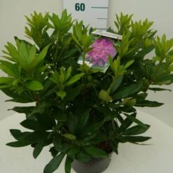 Rhododendron (Rhododendron 'Lee's Dark Purple') -PlantenPracht Winkel lee s dark purple c7.5 zij 3