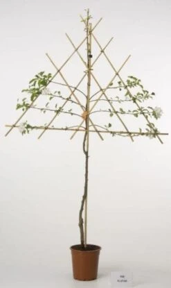 Lei-Appel (Malus Domestica 'Ecolette') -PlantenPracht Winkel lei appel 1