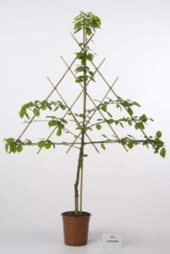 Lei-Kers (Prunus Avium 'Varikse Zwarte') -PlantenPracht Winkel lei kers 2 1