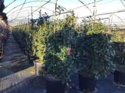 Camelia Als Leivorm (Camellia Japonica 'Black Lace') 8 Camelia Als Leivorm (Camellia Japonica 'Black Lace') -PlantenPracht Winkel lei2 1