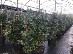 Camelia Als Leivorm (Camellia Japonica 'Black Lace') -PlantenPracht Winkel lei3
