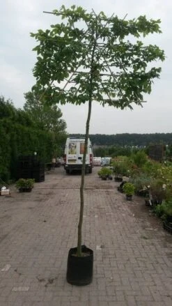 Haagbeuk Als Leiboom (Carpinus Betulus) -PlantenPracht Winkel leicarpinus 3