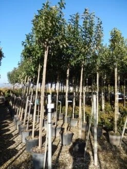 Liguster Als Boom (Ligustrum Japonicum) -PlantenPracht Winkel ligustrum japonicum 10 12 2 2