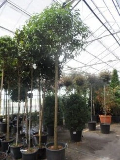 Liguster Als Boom (Ligustrum Japonicum) -PlantenPracht Winkel ligustrum japonicum 16 18 20ho c70 2