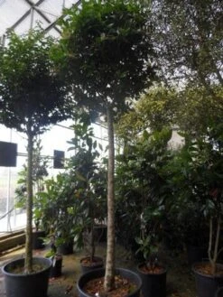 Liguster Op Stam (Ligustrum Japonicum 'Texanum') -PlantenPracht Winkel ligustrum japonicum texanum 20 25ho c130 1