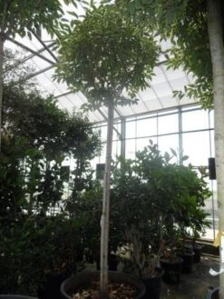 Liguster (Ligustrum 'Excelsum Superbum') 6 Liguster (Ligustrum 'Excelsum Superbum') -PlantenPracht Winkel ligustrum lucidum excelsum superbum 18 20 25ho c350 1