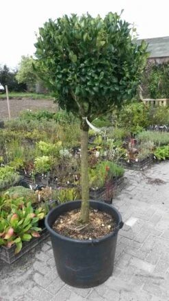 Liguster Op Stam (Ligustrum Japonicum 'Texanum') -PlantenPracht Winkel ligustrum texanum extra groot 1