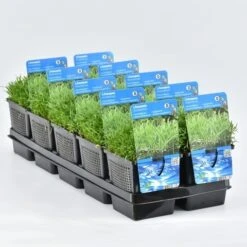 Grasplant (Lilaeopsis Brasiliensis) -PlantenPracht Winkel lilaeopsis brasiliensis 11x11 20180404095042