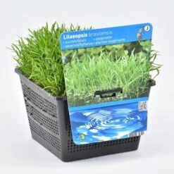 Grasplant (Lilaeopsis Brasiliensis) -PlantenPracht Winkel lilaeopsis brasiliensis 18x18 20180403224528