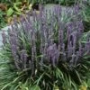 Leliegras (Liriope Muscari) -PlantenPracht Winkel limuscar 2