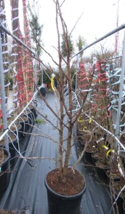 Meerstammige Amberboom (Liquidambar Styraciflua) -PlantenPracht Winkel liquidambar 200 250 meerstammig 2 2