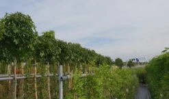 Amberboom (Liquidambar 'Gum Ball') 36 Amberboom (Liquidambar 'Gum Ball') -PlantenPracht Winkel liquidambar gum ball 3 1