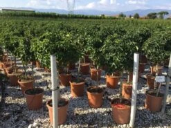 Amberboom Op Stam (Liquidambar 'Gum Ball') -PlantenPracht Winkel liquidambar gum ball 50cm stam