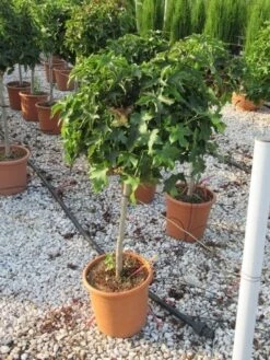 Amberboom Op Stam (Liquidambar 'Gum Ball') -PlantenPracht Winkel liquidambar gum ball 80 cm stam 2 1