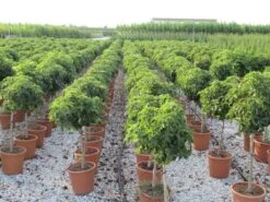 Amberboom Op Stam (Liquidambar 'Gum Ball') -PlantenPracht Winkel liquidambar gum ball 80 cm stam 4 1