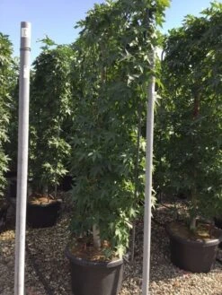 Amberboom Als Leivorm (Liquidambar Styraciflua) -PlantenPracht Winkel liquidambar lage leivorm c60 1 1