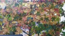 Amberboom Als Leivorm (Liquidambar Styraciflua) -PlantenPracht Winkel liquidambar leiboom 1 1