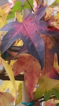 Amberboom Als Leiboom (Liquidambar Styraciflua) -PlantenPracht Winkel liquidambar leiboom 2 1