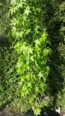 Amberboom (Liquidambar Styraciflua 'Slender Silhouette') 9 Amberboom (Liquidambar Styraciflua 'Slender Silhouette') -PlantenPracht Winkel liquidambar slender silhouette 1 1