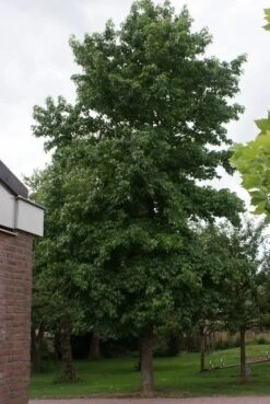 Amberboom (Liquidambar Styraciflua) 25 Amberboom (Liquidambar Styraciflua) -PlantenPracht Winkel liquidambar styraciflua