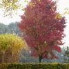 Amberboom (Liquidambar Styraciflua 'Worplesdon') -PlantenPracht Winkel liquidambar styraciflua01 1