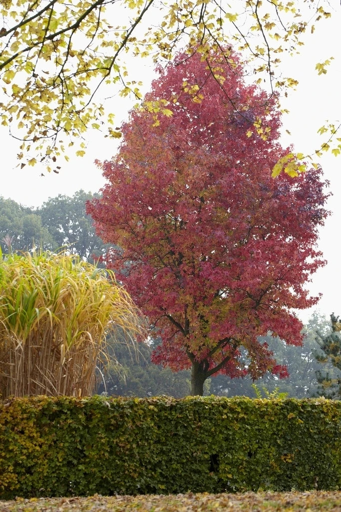 Amberboom (Liquidambar Styraciflua 'Worplesdon') 3 Amberboom (Liquidambar Styraciflua 'Worplesdon')