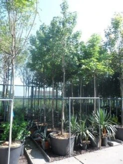 Amberboom (Liquidambar Styraciflua) 31 Amberboom (Liquidambar Styraciflua) -PlantenPracht Winkel liquidambar styraciflua 16 18ho cont 1