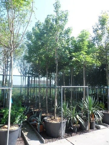 Amberboom (Liquidambar Styraciflua) 10 Amberboom (Liquidambar Styraciflua) - Afbeelding 8