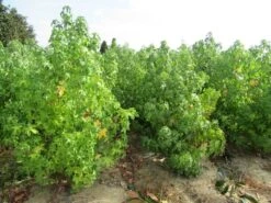 Amberboom Als Struik (Liquidambar Styraciflua) 22 Amberboom Als Struik (Liquidambar Styraciflua) -PlantenPracht Winkel liquidambar styraciflua 17 200