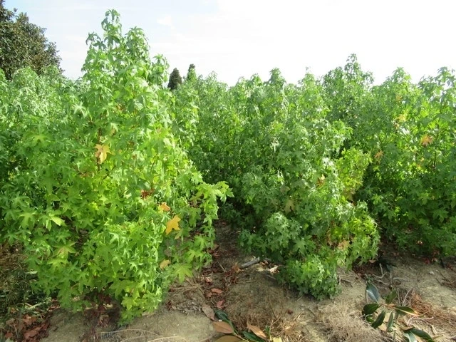 Amberboom Als Struik (Liquidambar Styraciflua) 12 Amberboom Als Struik (Liquidambar Styraciflua) - Afbeelding 10