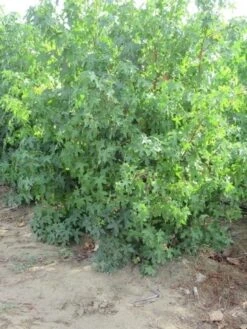 Amberboom Als Struik (Liquidambar Styraciflua) 23 Amberboom Als Struik (Liquidambar Styraciflua) -PlantenPracht Winkel liquidambar styraciflua 175 200