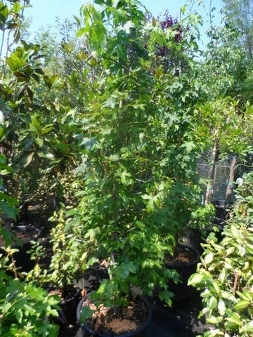 Amberboom Als Struik (Liquidambar Styraciflua) 11 Amberboom Als Struik (Liquidambar Styraciflua) - Afbeelding 9