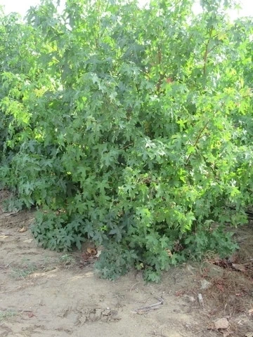 Amberboom Als Struik (Liquidambar Styraciflua) 13 Amberboom Als Struik (Liquidambar Styraciflua) - Afbeelding 11