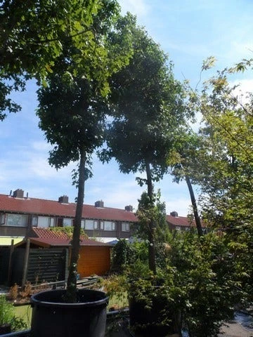 Amberboom (Liquidambar Styraciflua) 14 Amberboom (Liquidambar Styraciflua) - Afbeelding 12