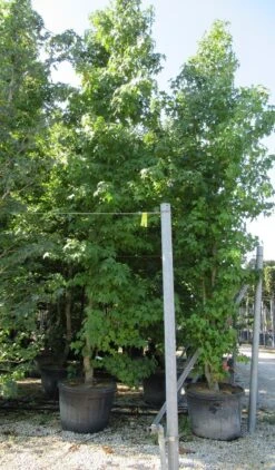 Meerstammige Amberboom (Liquidambar Styraciflua) -PlantenPracht Winkel liquidambar styraciflua 500 550 meerstammig 1