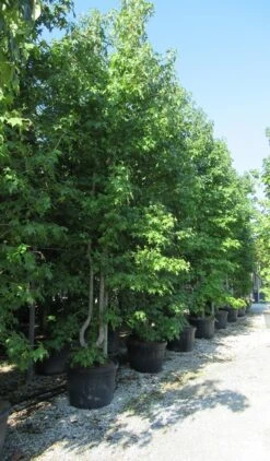 Meerstammige Amberboom (Liquidambar Styraciflua) -PlantenPracht Winkel liquidambar styraciflua 500 550 meerstammig 5 1