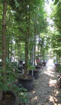 Meerstammige Amberboom (Liquidambar Styraciflua) -PlantenPracht Winkel liquidambar styraciflua 500 550 meerstammig 6 1