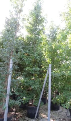 Meerstammige Amberboom (Liquidambar Styraciflua) -PlantenPracht Winkel liquidambar styraciflua 500 550 meerstammig 9 1