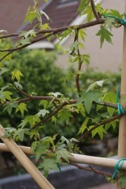 Amberboom Als Leiboom (Liquidambar Styraciflua) -PlantenPracht Winkel liquidambar styraciflua 5