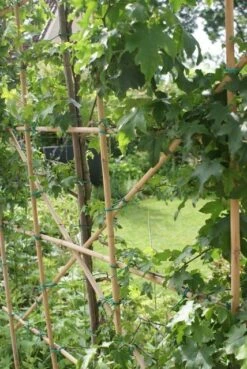 Amberboom Als Leiboom (Liquidambar Styraciflua) -PlantenPracht Winkel liquidambar styraciflua 6