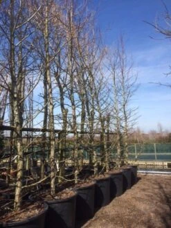 Amberboom (Liquidambar Styraciflua) 35 Amberboom (Liquidambar Styraciflua) -PlantenPracht Winkel liquidambar styraciflua geveerd 2025 2 1