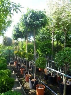 Amberboom (Liquidambar 'Gum Ball') 31 Amberboom (Liquidambar 'Gum Ball') -PlantenPracht Winkel liquidambar styraciflua gum ball 10 12ho cont