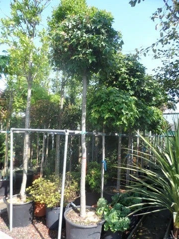 Amberboom (Liquidambar 'Gum Ball') 14 Amberboom (Liquidambar 'Gum Ball') - Afbeelding 12