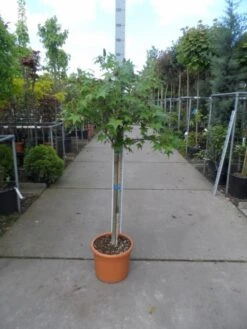 Amberboom Op Stam (Liquidambar 'Gum Ball') -PlantenPracht Winkel liquidambar styraciflua gum ball halfstam c25