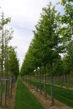 Grote Amberboom (Liquidambar Styraciflua 'Worplesdon') 11 Grote Amberboom (Liquidambar Styraciflua 'Worplesdon') -PlantenPracht Winkel liquidambar styraciflua worplesdon 25 30